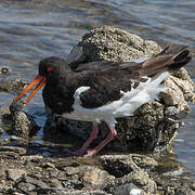 Eurasian Oystercatcher