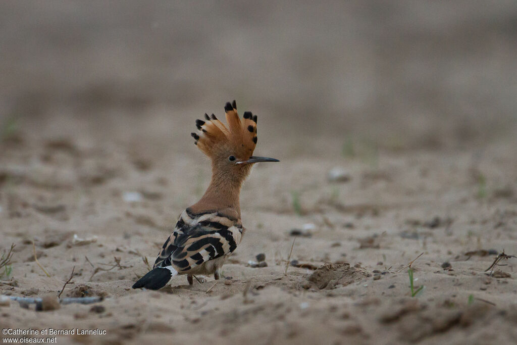 African Hoopoeadult