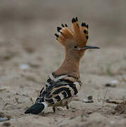 African Hoopoe