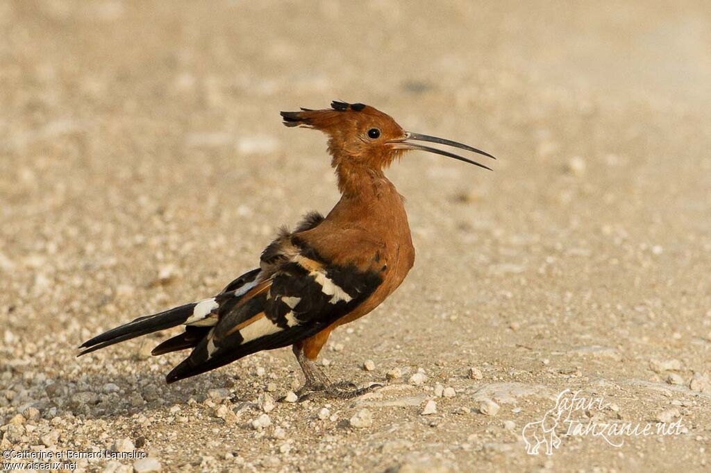 Huppe d'Afriqueadulte, identification