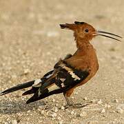 African Hoopoe