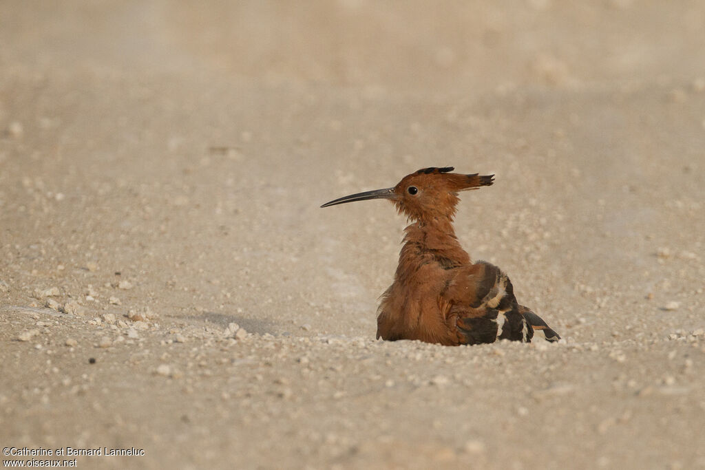 African Hoopoe, care, Behaviour