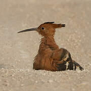 African Hoopoe