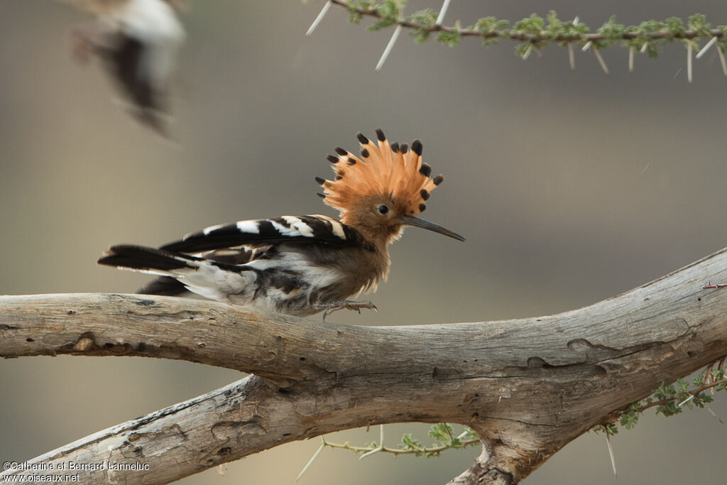 African Hoopoeadult