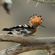 African Hoopoe