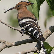 Eurasian Hoopoe