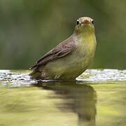 Melodious Warbler