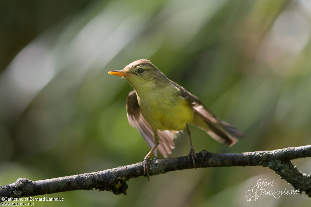 Melodious Warbleradult, identification