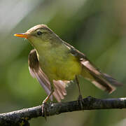 Melodious Warbler