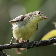 Melodious Warbler