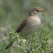 Sykes's Warbler