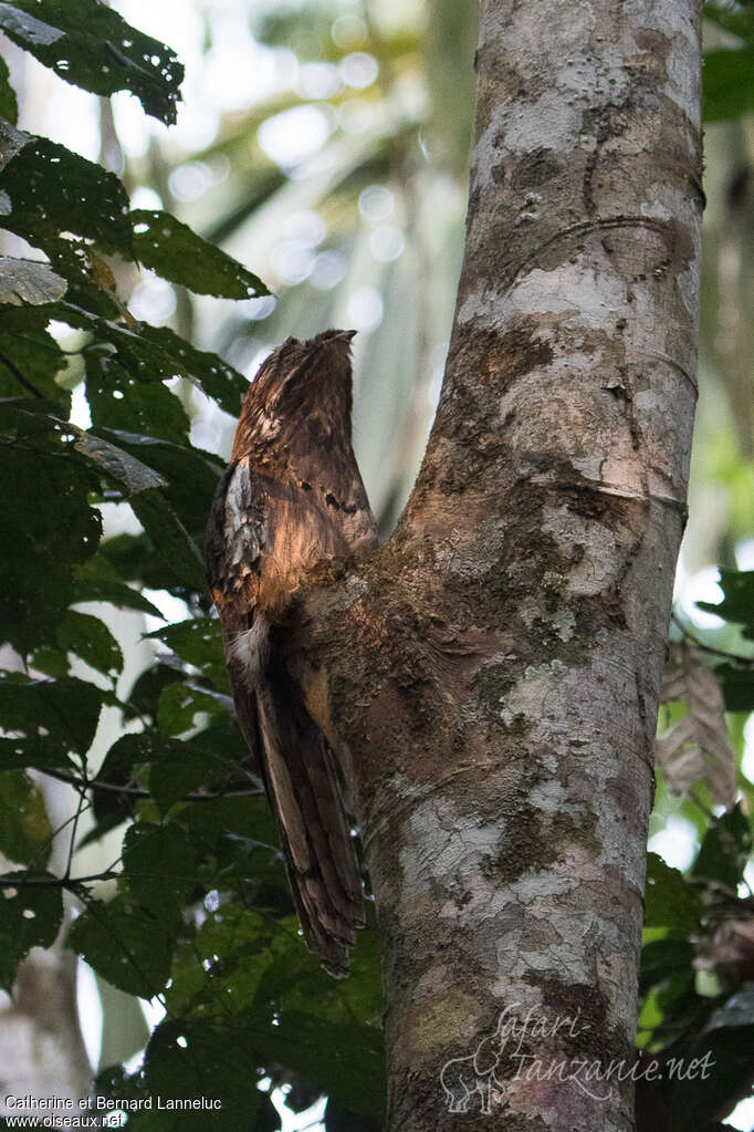 Long-tailed Potooadult, identification