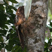 Long-tailed Potoo