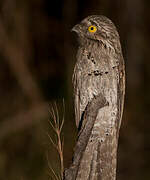 Common Potoo