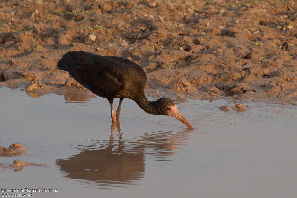 Bare-faced Ibisadult, fishing/hunting