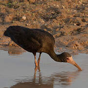 Ibis à face nue