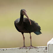 Ibis à face nue