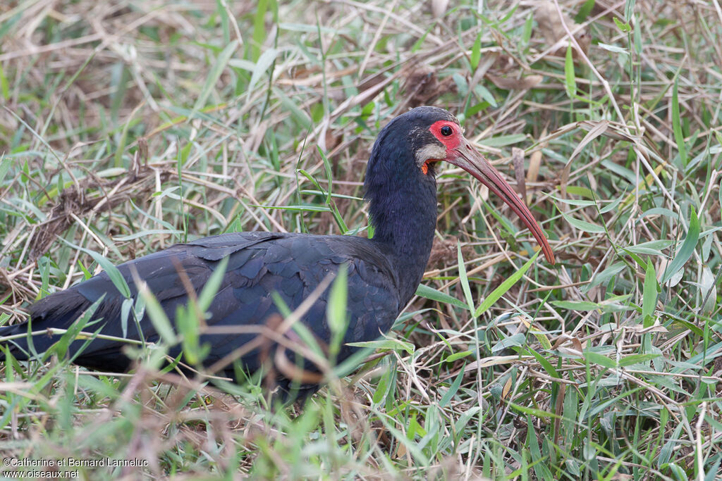 Ibis à queue pointue