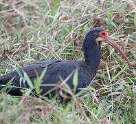 Sharp-tailed Ibis