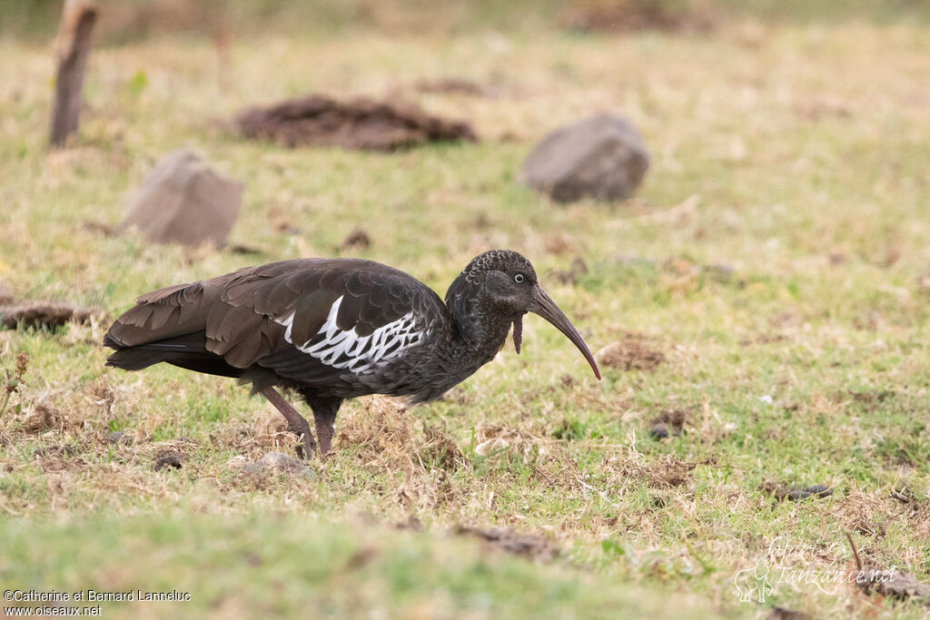 Wattled Ibisadult, identification