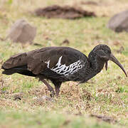 Ibis caronculé