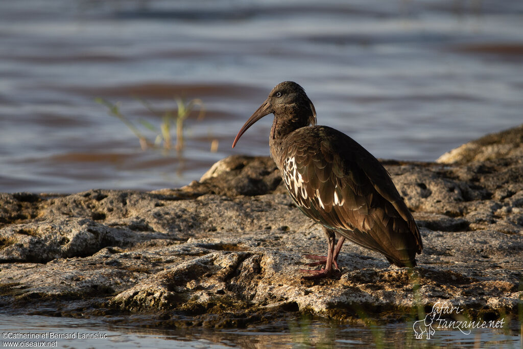 Wattled Ibisadult, identification