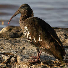 Ibis caronculé