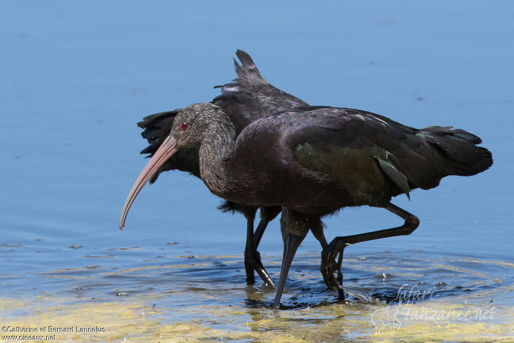 Puna Ibisadult, Behaviour