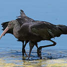 Ibis de Ridgway
