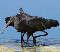 Puna Ibis