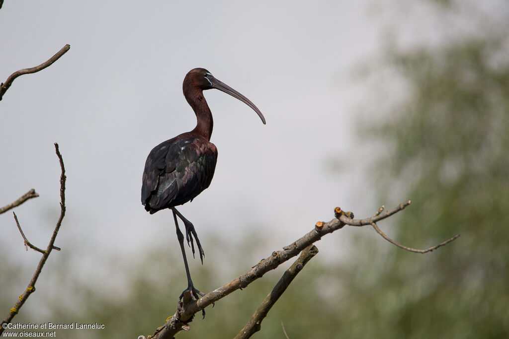 Glossy Ibisadult, identification