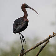 Glossy Ibis