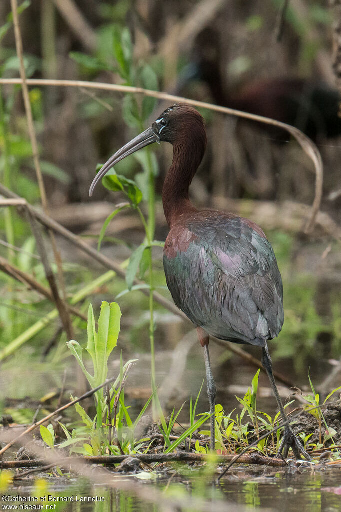 Glossy Ibisadult, identification