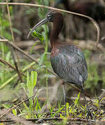 Glossy Ibis