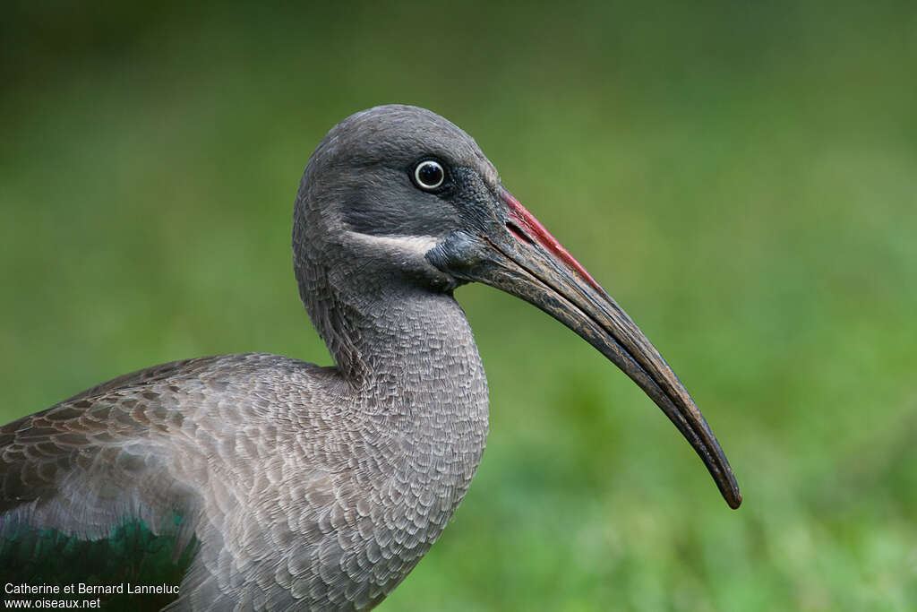 Ibis hagedashadulte, portrait