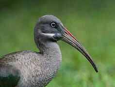 Hadada Ibis