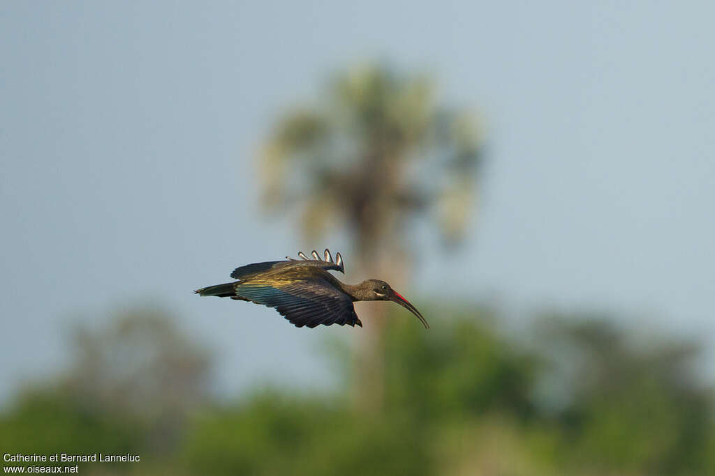 Ibis hagedashadulte, Vol