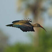 Hadada Ibis