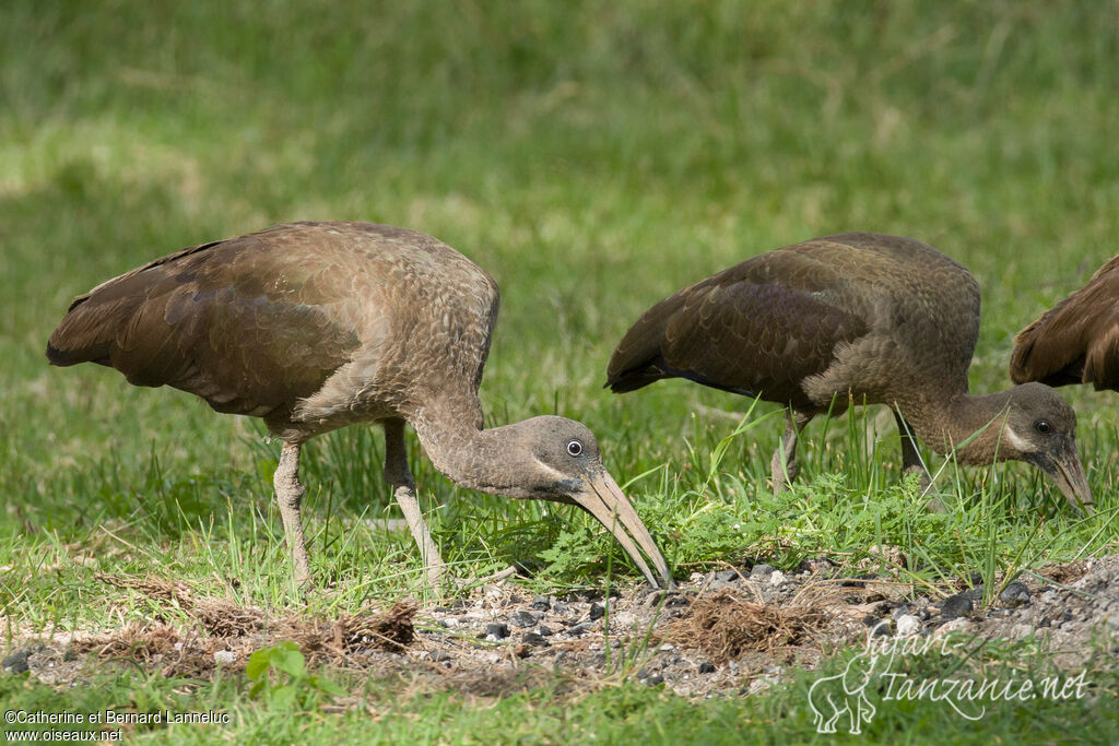 Ibis hagedashadulte, régime