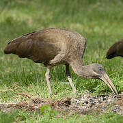 Hadada Ibis