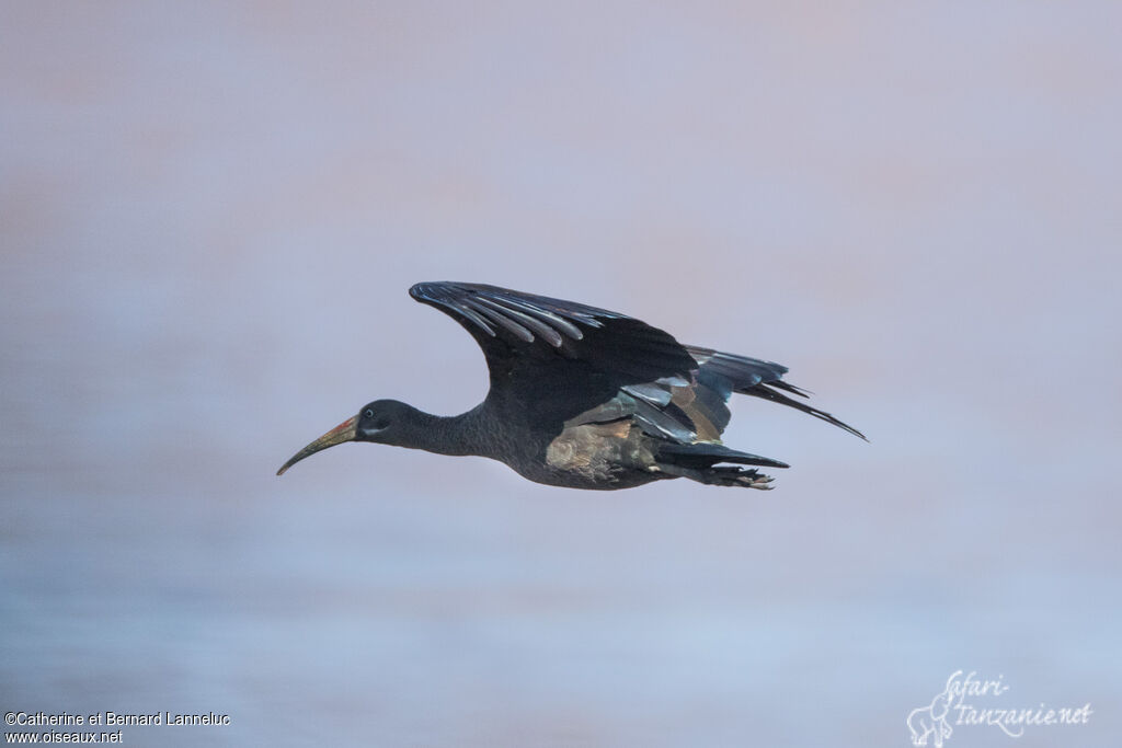 Ibis hagedash, Vol