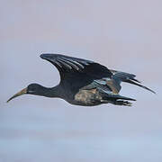 Hadada Ibis