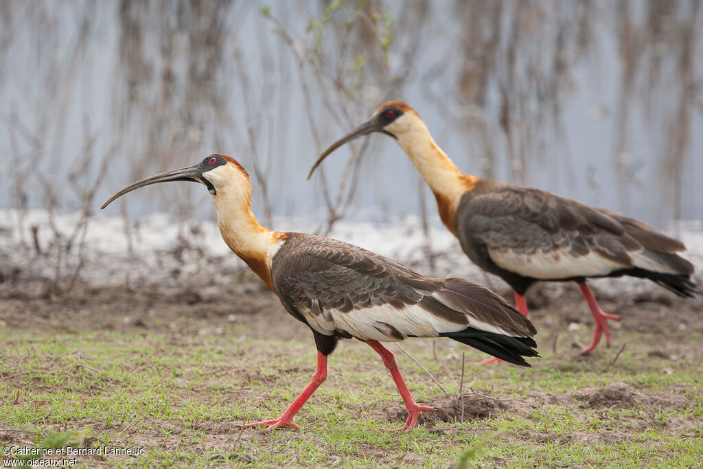 Buff-necked Ibisadult