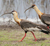 Buff-necked Ibis