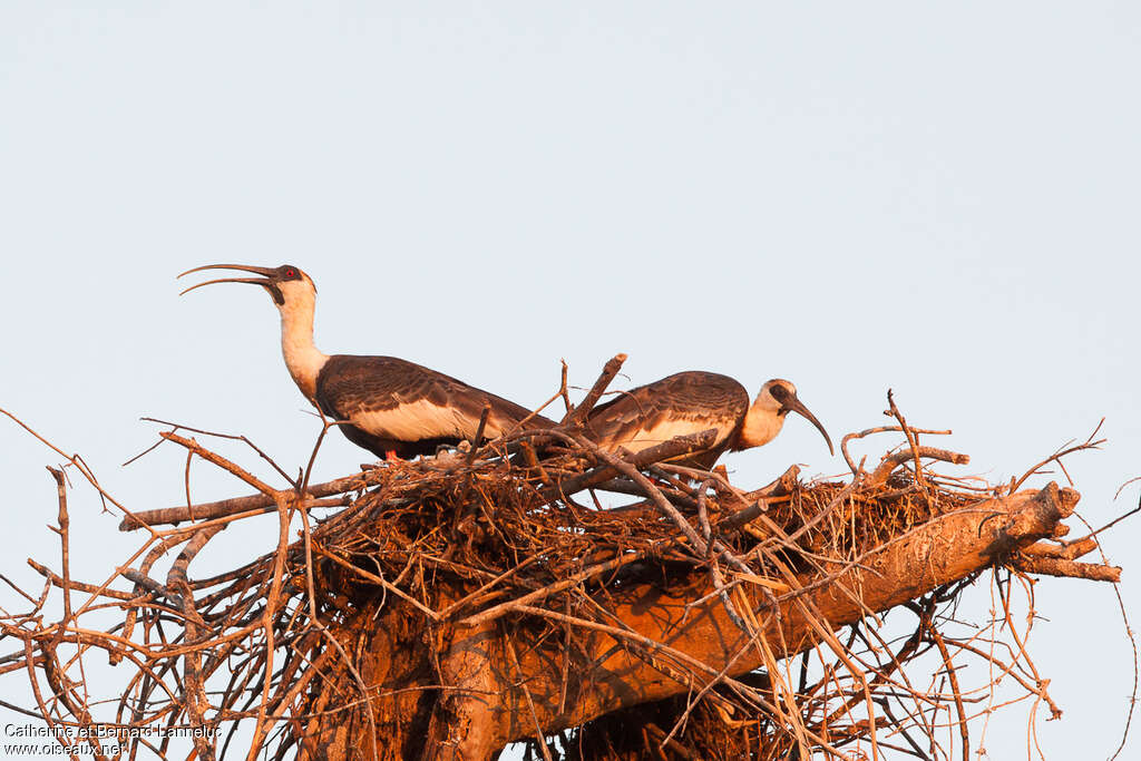 Ibis mandoreadulte, Nidification