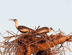 Buff-necked Ibis