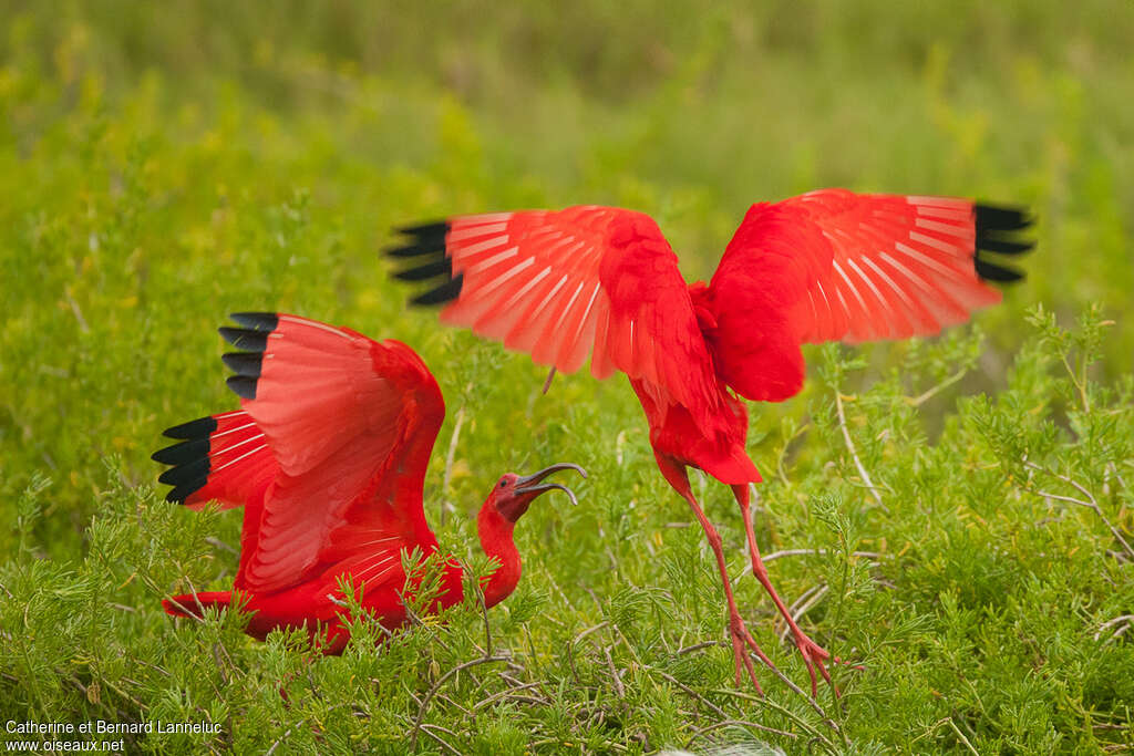 Ibis rougeadulte, Comportement