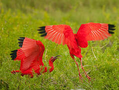 Scarlet Ibis