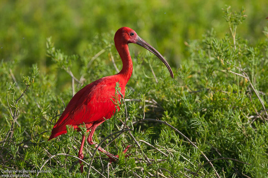 Ibis rougeadulte, identification