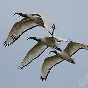 African Sacred Ibis